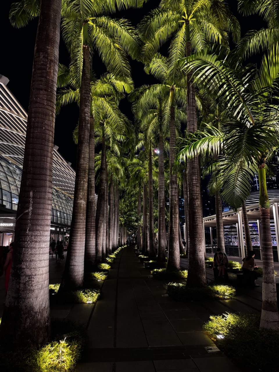 Cuban Royal Palm (at MBS)